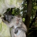monkey_macaque_balinese_mf_ubud_v_0613_bal0619.jpg